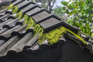Roof moss on Pleasanton roof, cleaned by Element Roofing.